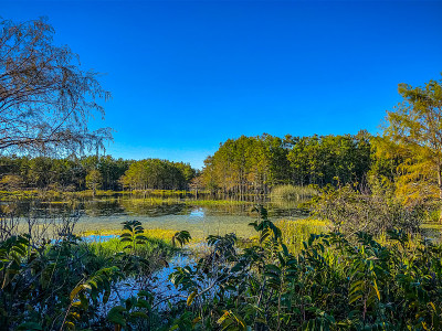 绿色沼泽景观