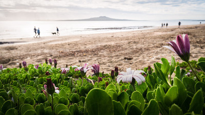 米尔福德海滩与春天的花朵在前景。远处海滩和兰吉托岛上走失的人们。