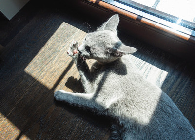 淡蓝色的猫