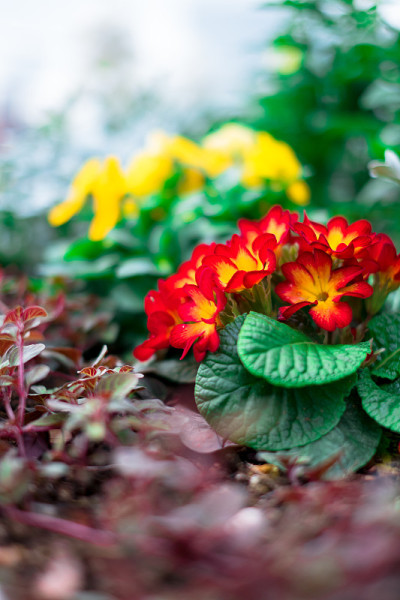 花