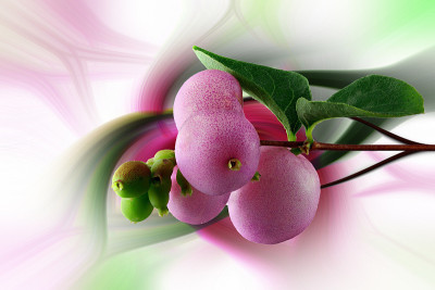 雪莓- symphoricarpos -白色背景-右-大