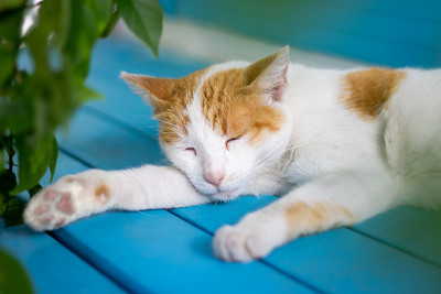 猫在窗前睡觉