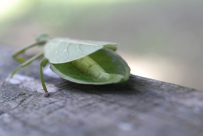 竹节虫