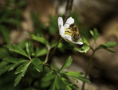 蜜蜂