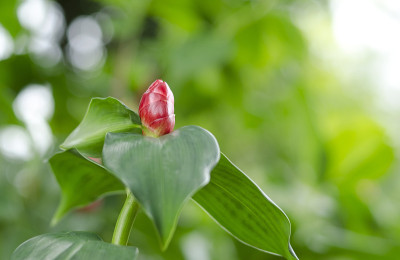 花蕾