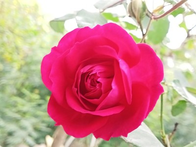 花园里的红玫瑰
