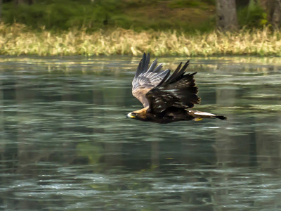 美丽的金雕(Aquila Chrysaetos)正在全力飞行
