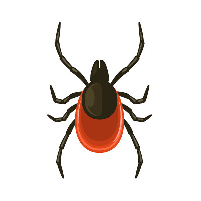 在白色背景上勾选图标。平面样式Bug向量