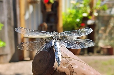 蜻蜓