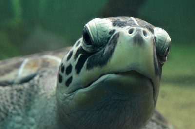 海龟在开放的水族馆参观游泳。一只老乌龟在游泳。