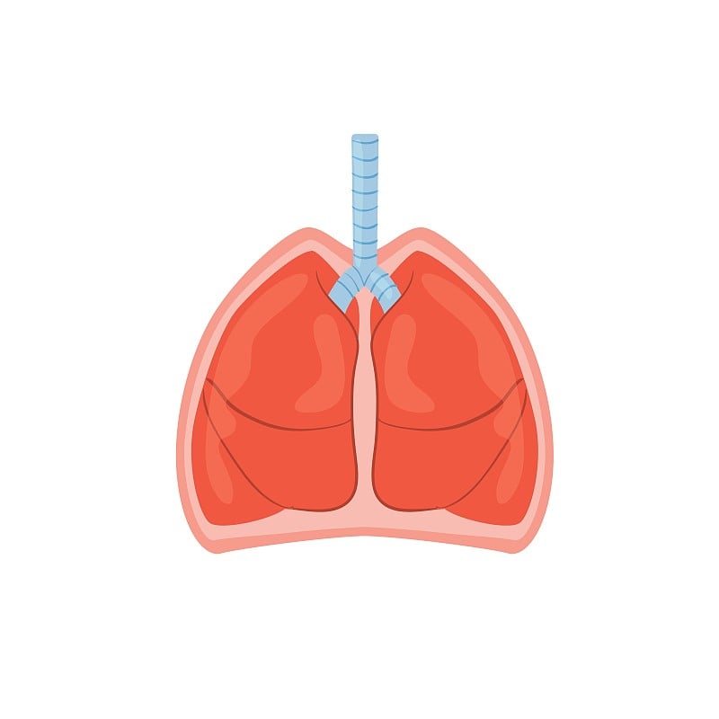 平面卡通人物肺、医疗与治疗、人体解剖学教材矢量插图概念
