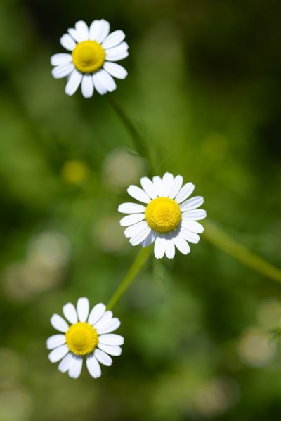 洋甘菊