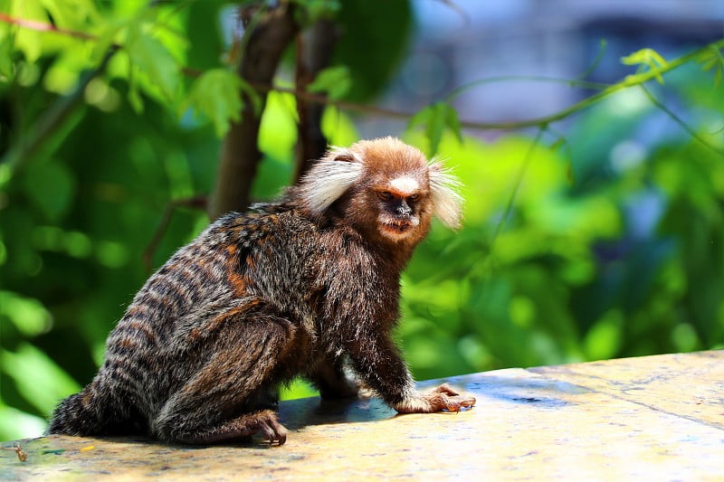 Common Marmoset (Callithrix jacchus) -巴西萨尔瓦多·da Ba