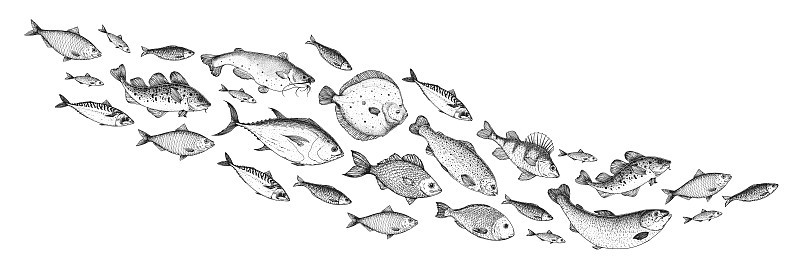 鱼素描集合。手绘矢量插图。学校的鱼矢量插图。食品菜单说明。手绘鱼集。雕刻风格。海鱼和河鱼