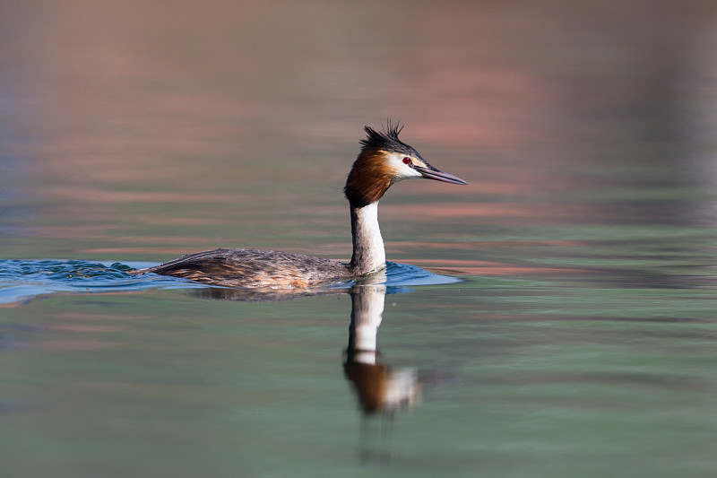 游动的有倒影的大冠毛鸊鷉(podiceps cristatus)