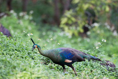 成年雌绿孔雀或爪哇孔雀(Pavo muticus)