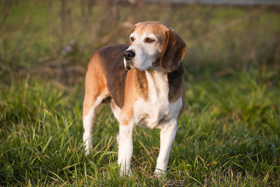 美丽的纯种聪明的小猎犬在夏季牧场