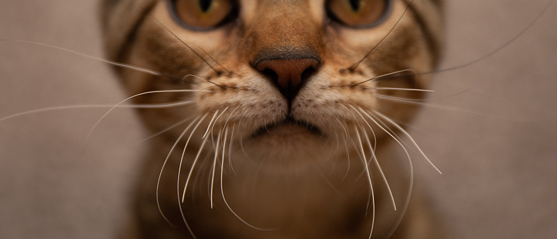 这是一张小猫鼻子、胡须和嘴巴的特写照片。