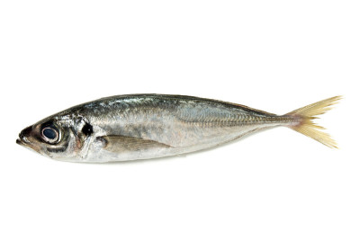 生鲭鱼