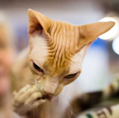 展览中的秃猫肖像