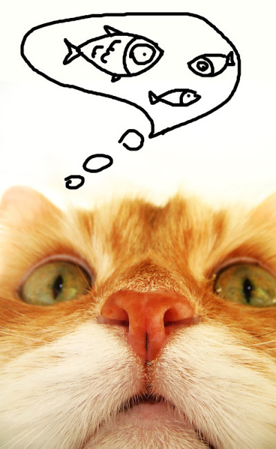 漂亮的猫