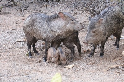 Javelinas正在开会