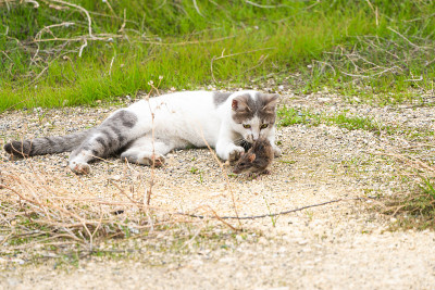 大自然中的猫和老鼠