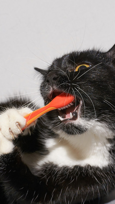 黑猫拿着动物牙刷