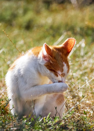 草丛中的猫。