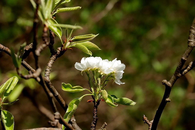 梨开花