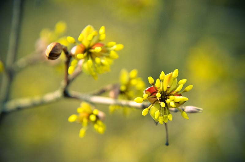 欧洲山茱萸，开花