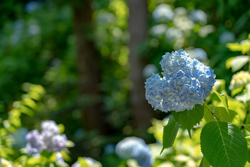 绣球花，镰仓，神奈川，日本