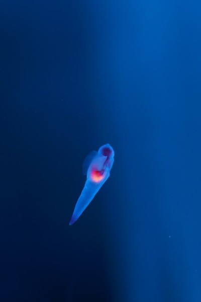 知床妖精Clione