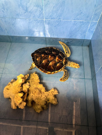 图为水族馆里的海龟