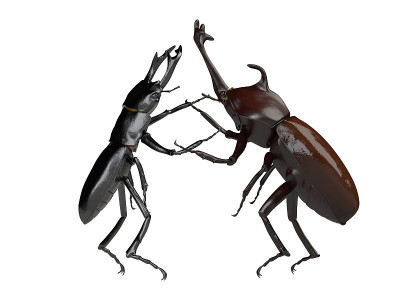 昆虫