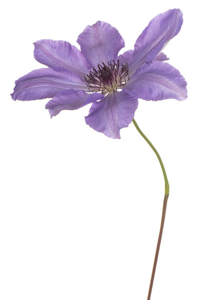 花孤立