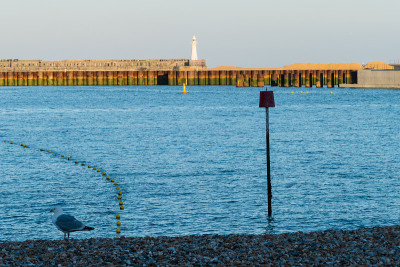 英国多佛湾的一只海鸥