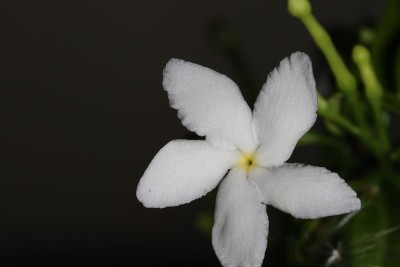 美丽的纸风车茉莉花