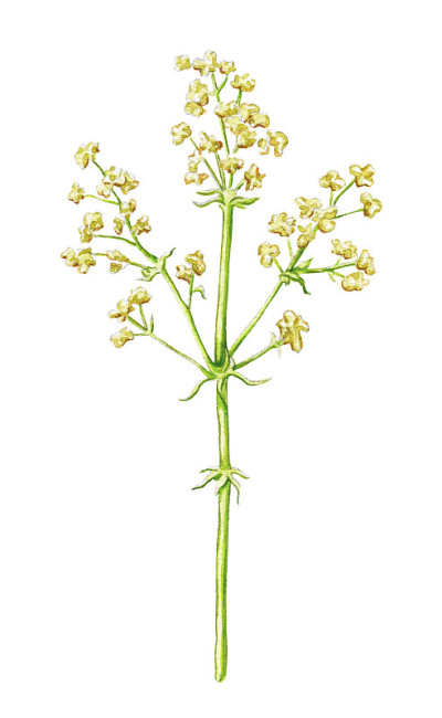 水彩画草的花的小枝