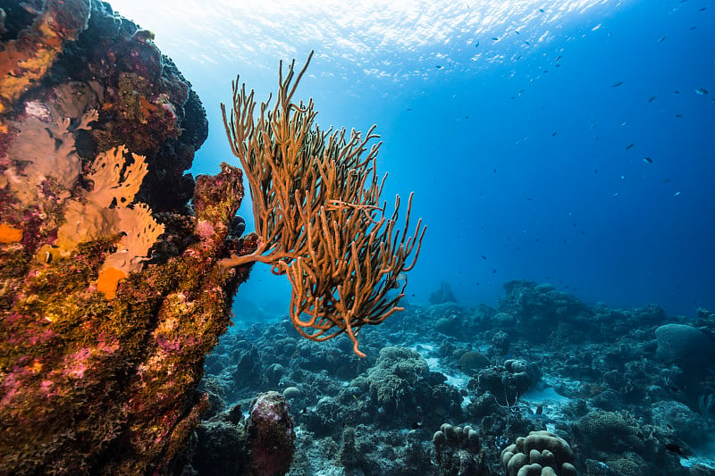 在库拉索岛附近的加勒比海，有各种各样的鱼、珊瑚和海绵在蓝绿色的珊瑚礁水中