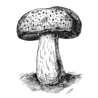 野生蘑菇波多贝露。复古矢量单色孵化插图孤立
