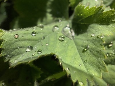 露珠滴在树叶上