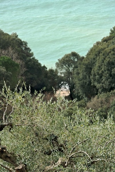 橄榄树与海滩和利古里亚海(拉斯佩齐亚)为背景。
