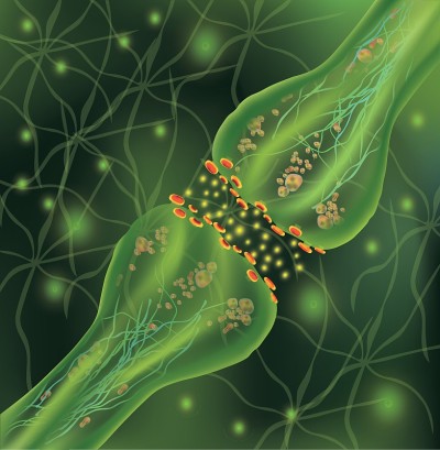 信号在大脑中。大脑中的神经连接形成思想和概念学习。冲动在生物体中传播冲动在绿色背景下分离神经。突触和