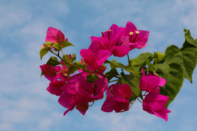 花园里的九重葛花