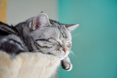 快乐的睡猫