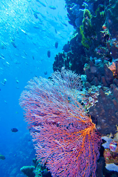 海扇，海鞭，Bunaken国家海洋公园，北苏拉威西，印度尼西亚