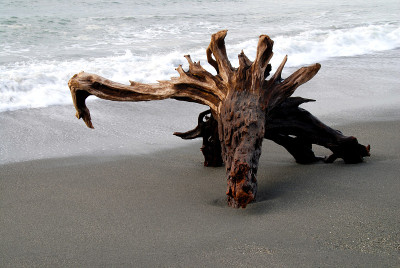 浮木