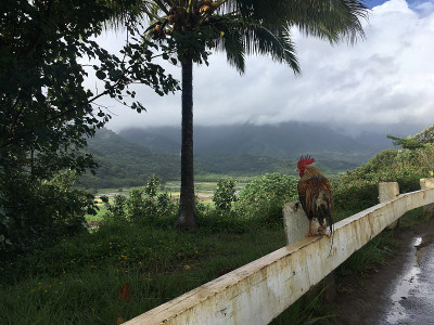 雨中俯瞰哈纳雷山谷的山顶公鸡，夏威夷考艾岛。