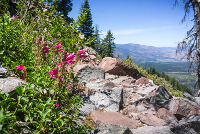山的骄傲(Penstemon newberryi)野花生长在一边的徒步旅行，锡斯基尤县，北加州